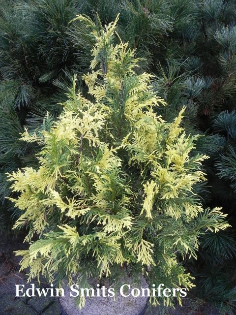 Cupressus nootkatensis (Chamaecyparis n. , Xanthocyparis n.)  Aureovariegata